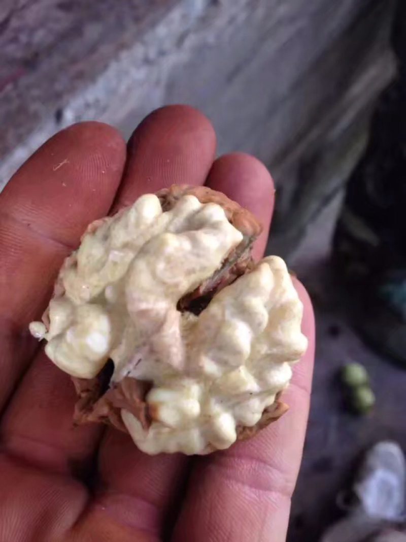 云南薄皮核桃去青皮湿核桃