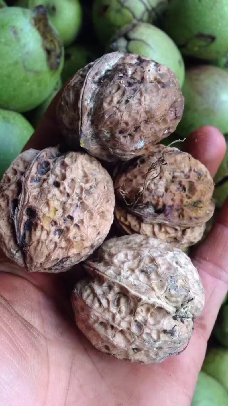 云南薄皮核桃去青皮湿核桃