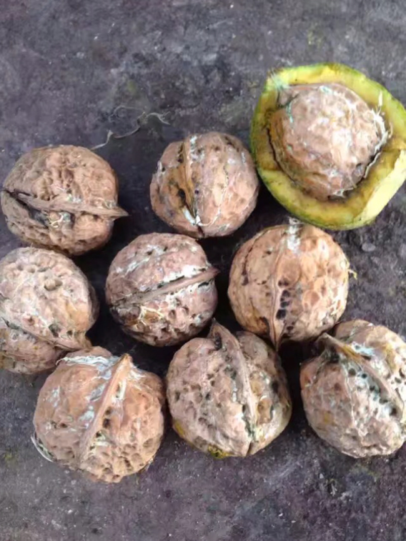云南薄皮核桃去青皮湿核桃