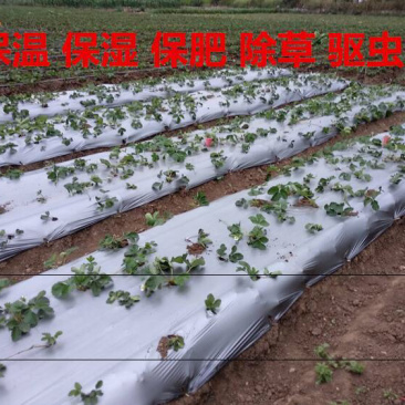 银灰色地膜