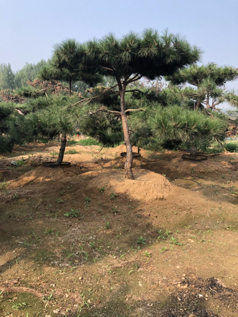 造型松，造型油松，造型黑松