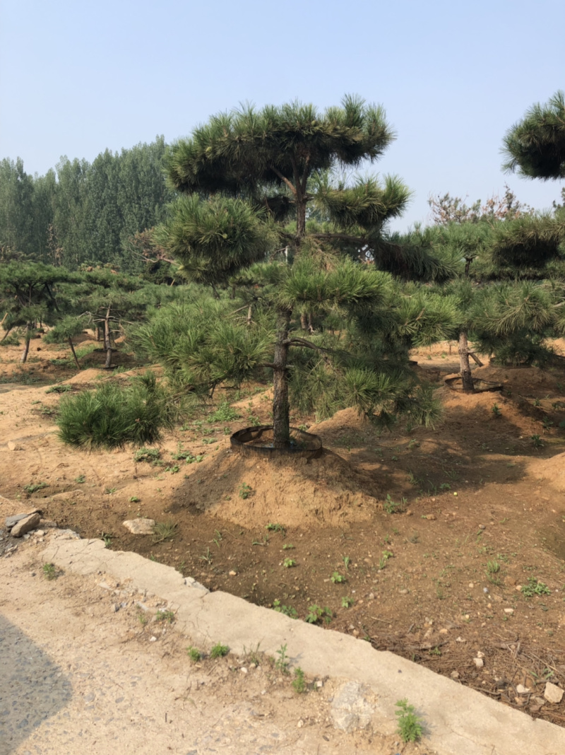 造型松，造型油松，造型黑松