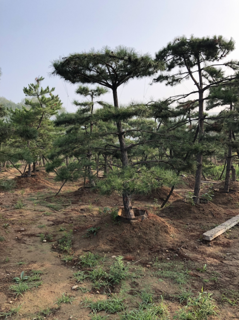 造型松，造型油松，造型黑松