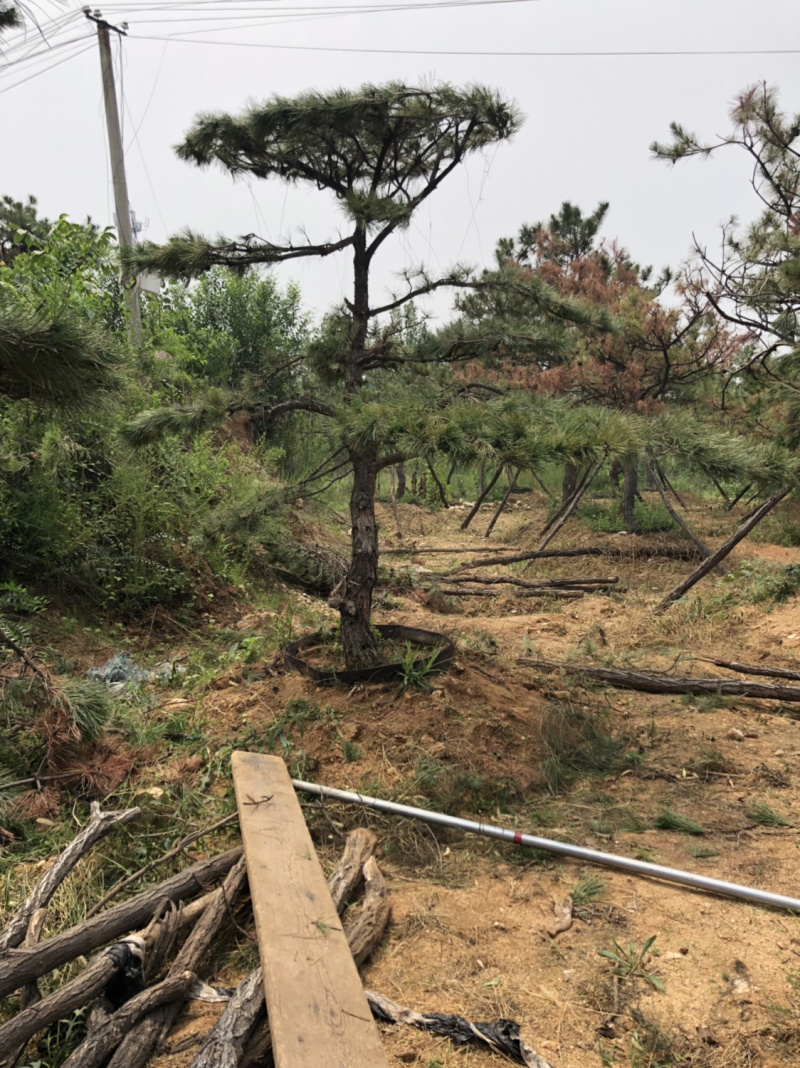 造型松，造型油松，造型黑松