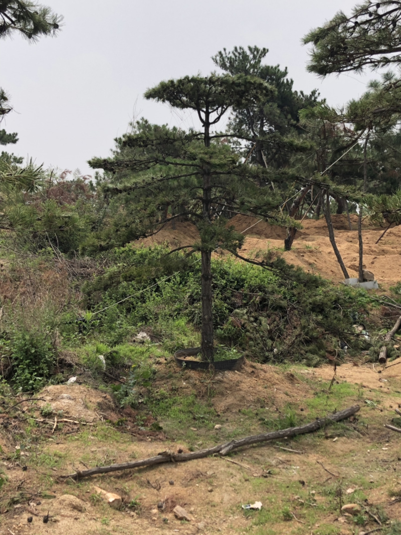 造型松，造型油松，造型黑松