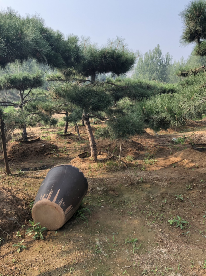 造型松，造型油松，造型黑松