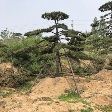 造型松，造型油松，造型黑松