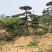 造型松，造型油松，造型黑松
