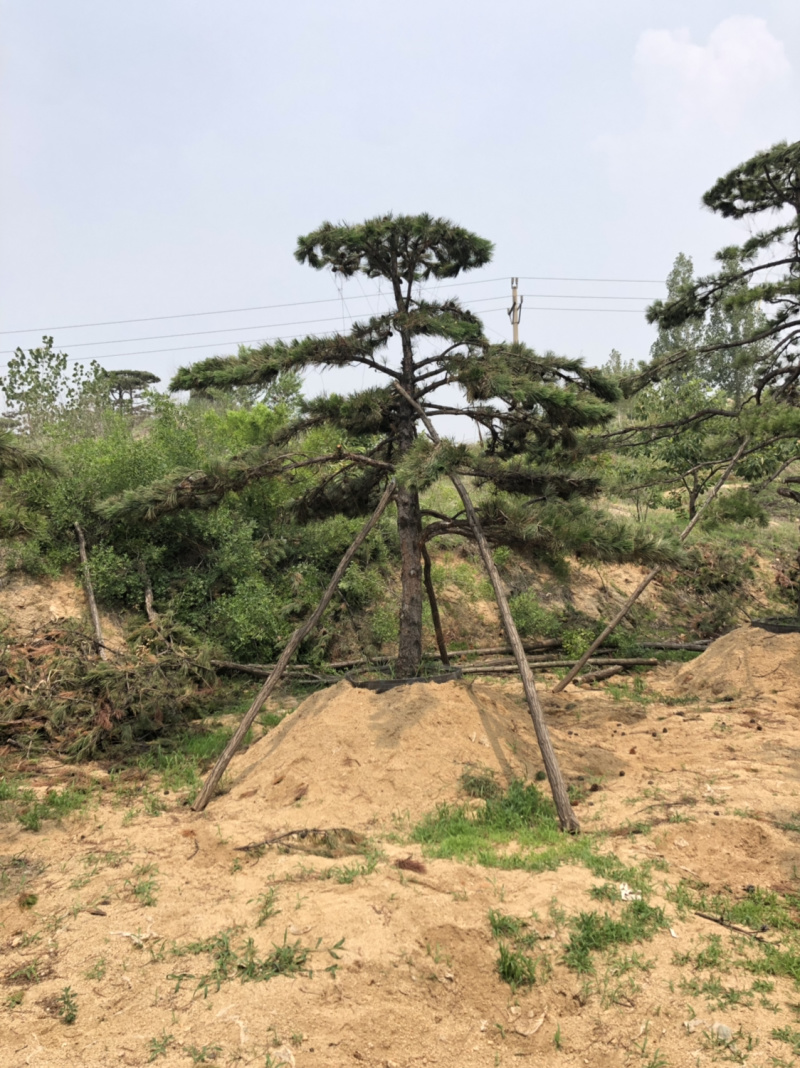造型松，造型油松，造型黑松