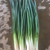 香葱白香葱红香葱