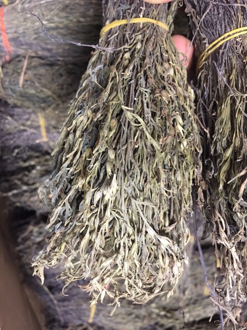 独脚金，独脚柑，独脚马牛，纯野生，新货好货