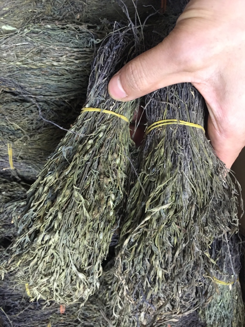 独脚金，独脚柑，独脚马牛，纯野生，新货好货