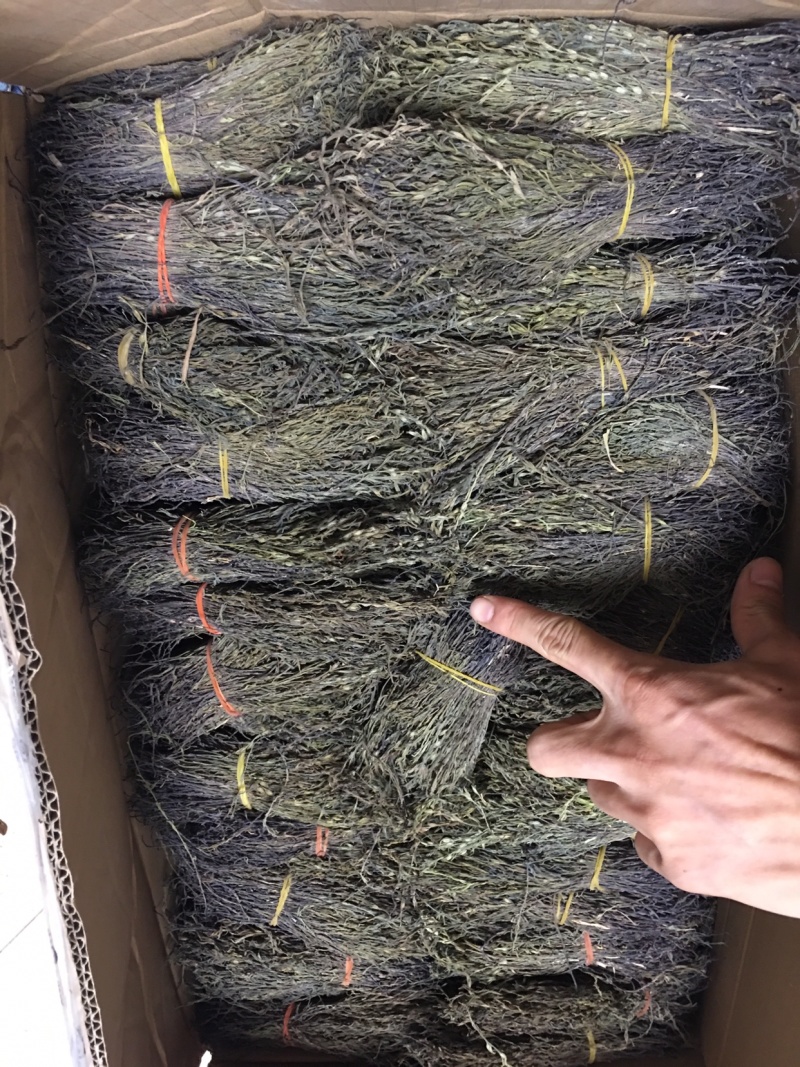 独脚金，独脚柑，独脚马牛，纯野生，新货好货