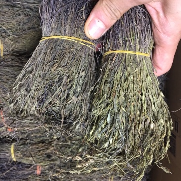 独脚金，独脚柑，独脚马牛，纯野生，新货好货
