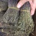 独脚金，独脚柑，独脚马牛，纯野生，新货好货
