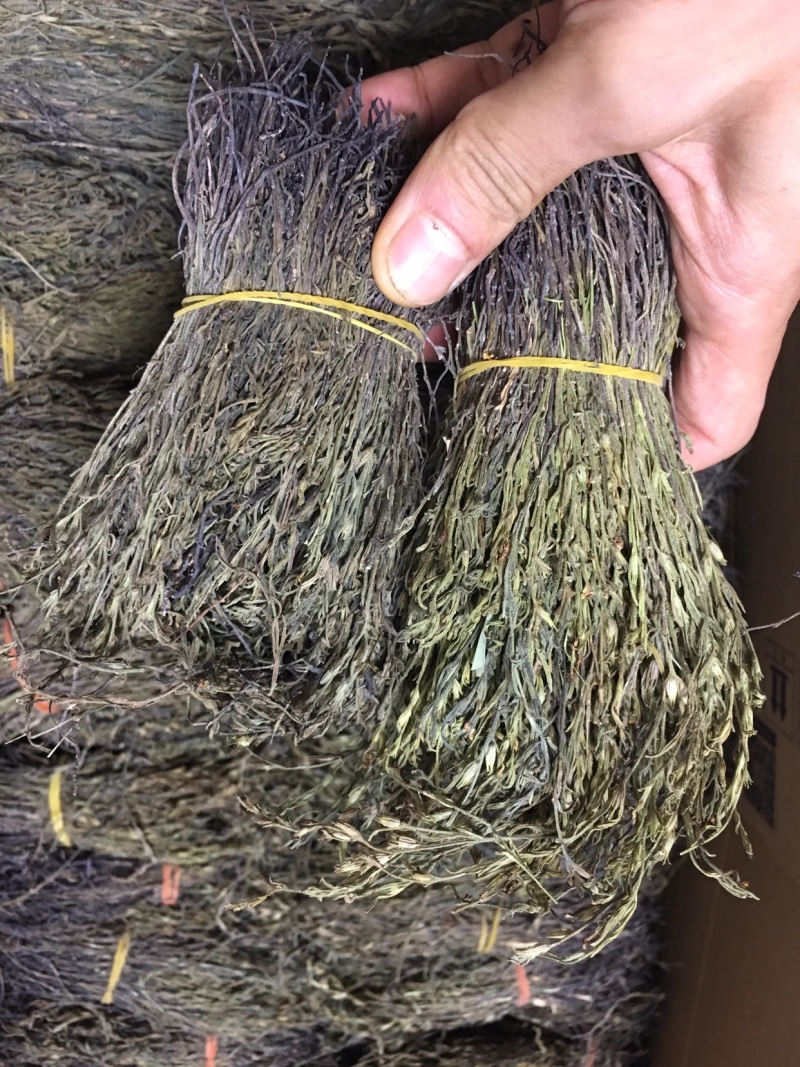 独脚金，独脚柑，独脚马牛，纯野生，新货好货