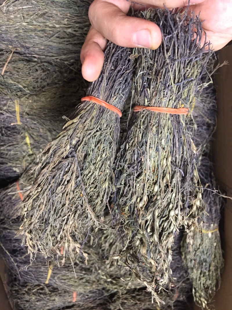 独脚金，独脚柑，独脚马牛，纯野生，新货好货