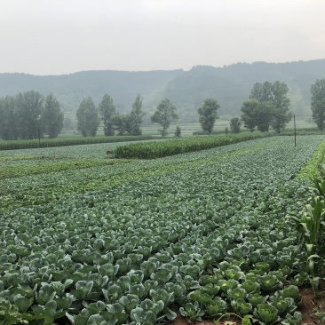 圆包菜大量批发山西和顺欢迎咨询