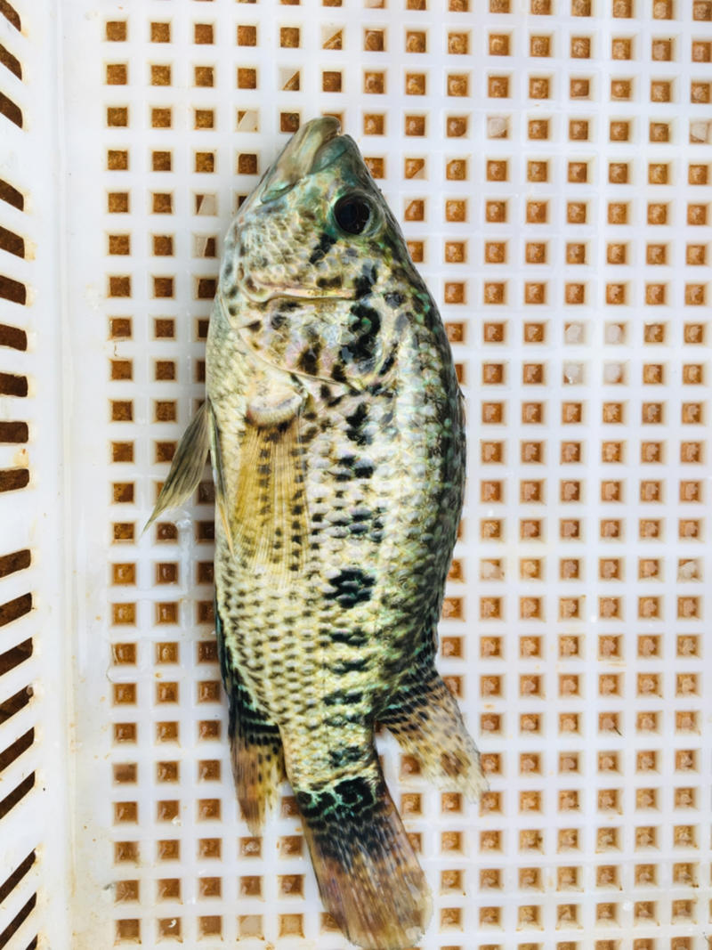 澜沧江特产：淡水石斑鱼，活体加工