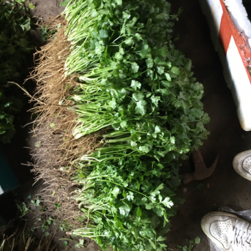 优质大叶香菜