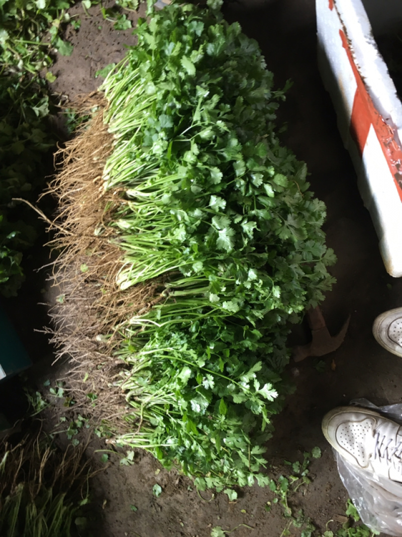 优质大叶香菜