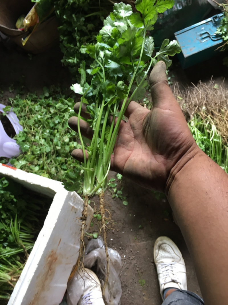 优质大叶香菜