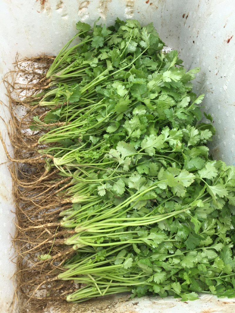 优质大叶香菜