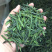 今年新茶明前六安瓜片茶片250g包邮