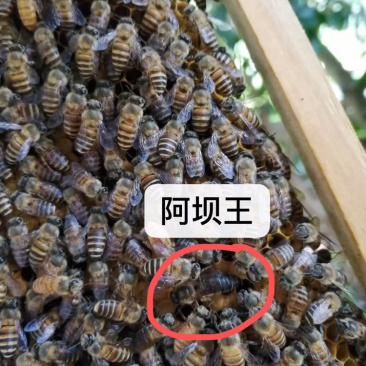 中华蜜蜂土蜜蜂蜂王出售