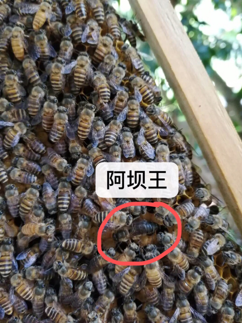 中华蜜蜂土蜜蜂蜂王出售
