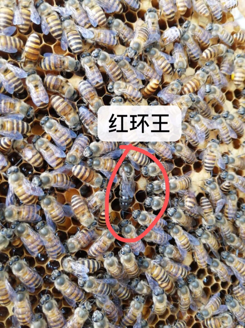 中华蜜蜂土蜜蜂蜂王出售