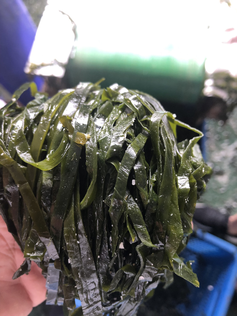 海带丝海带头