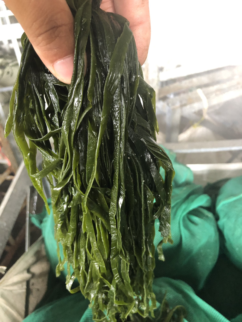 海带丝海带头