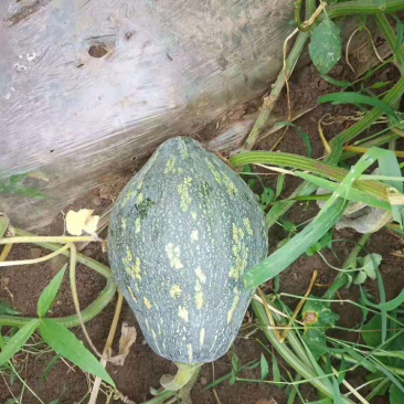 香芋南瓜，品质优良，香味浓郁