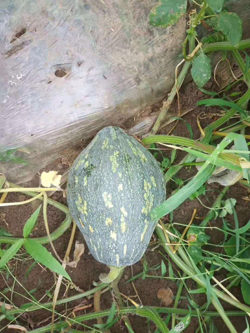 香芋南瓜，品质优良，香味浓郁