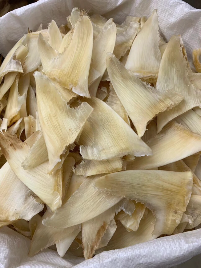 鱼翅，五洋勾7-8寸