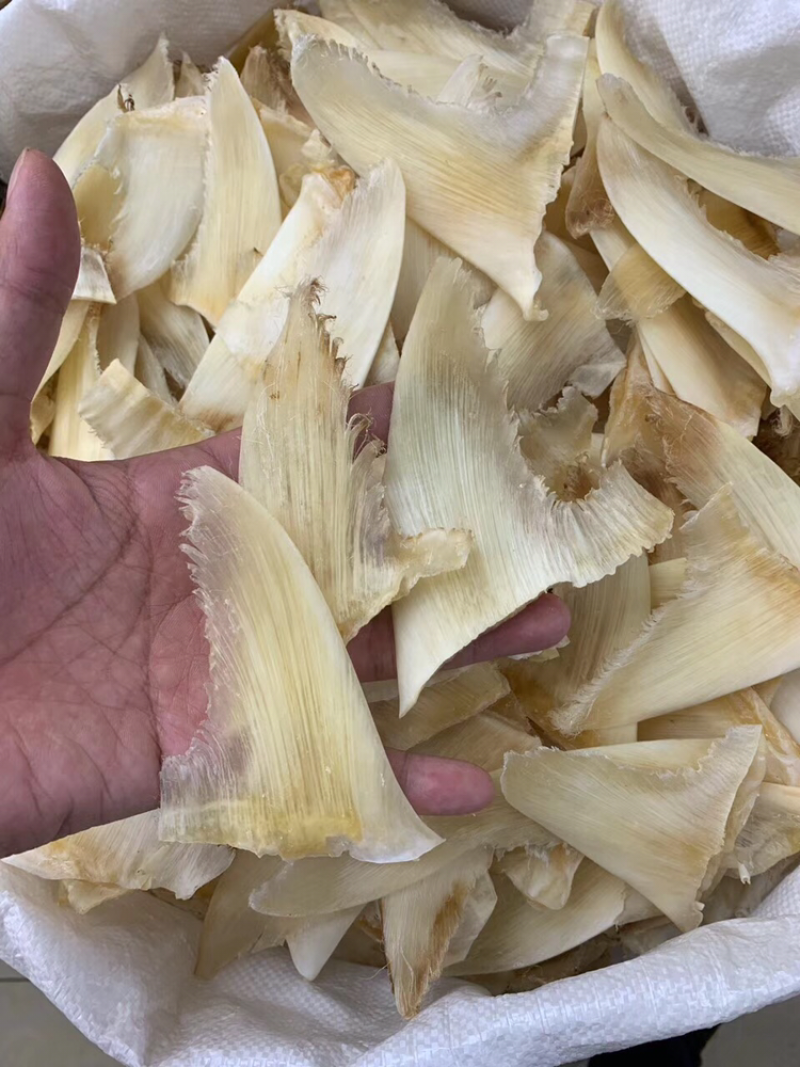 鱼翅，五洋勾7-8寸