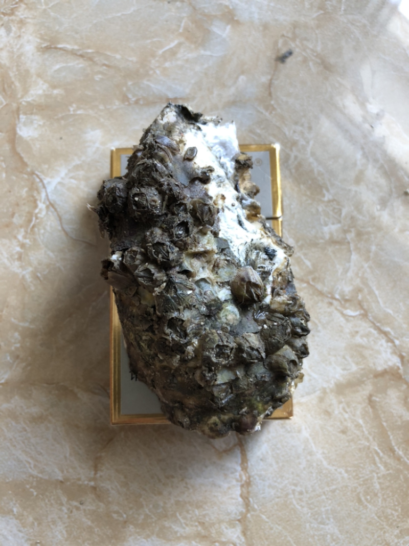 生蚝带壳生蚝烧烤生蚝