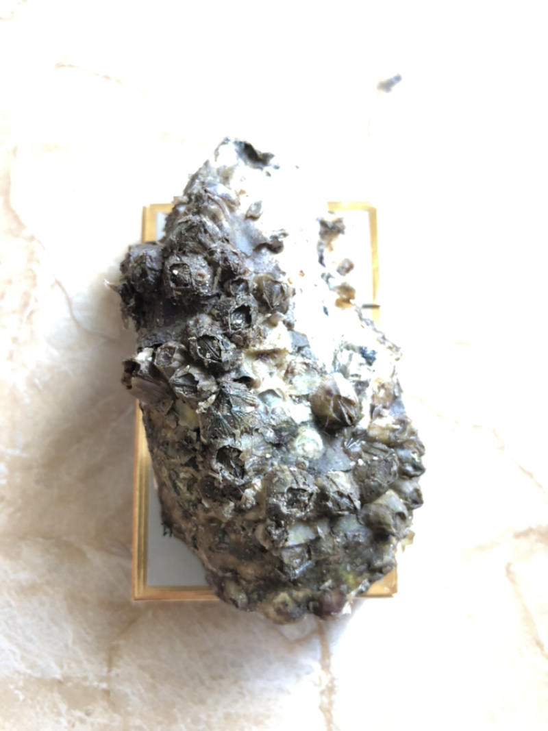 生蚝带壳生蚝烧烤生蚝