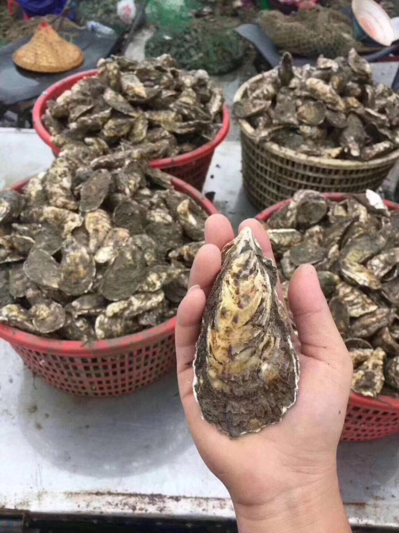 生蚝带壳生蚝烧烤生蚝