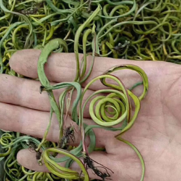 老挝化石草