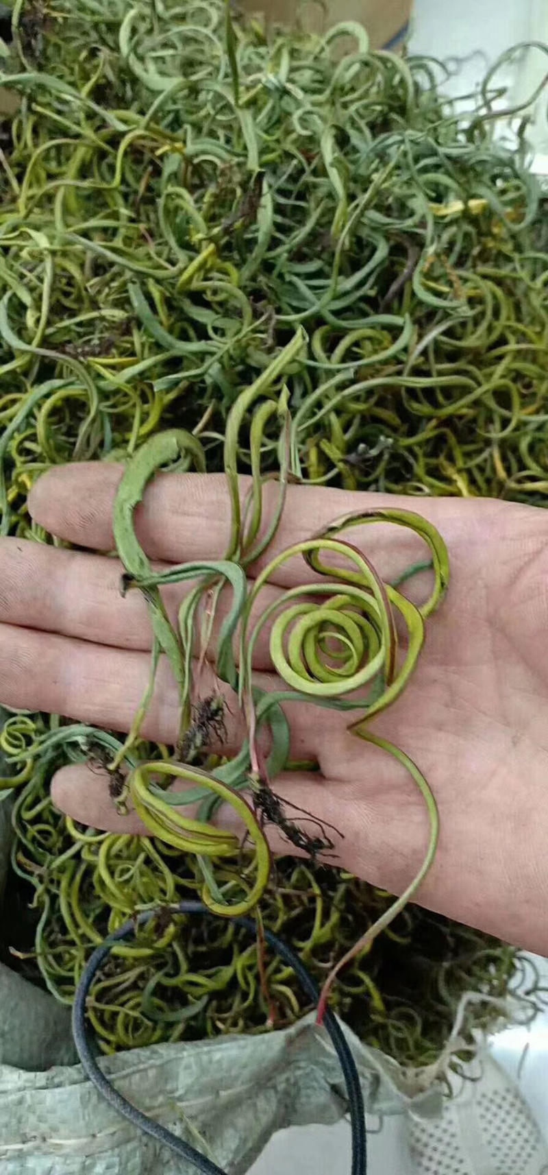 老挝化石草