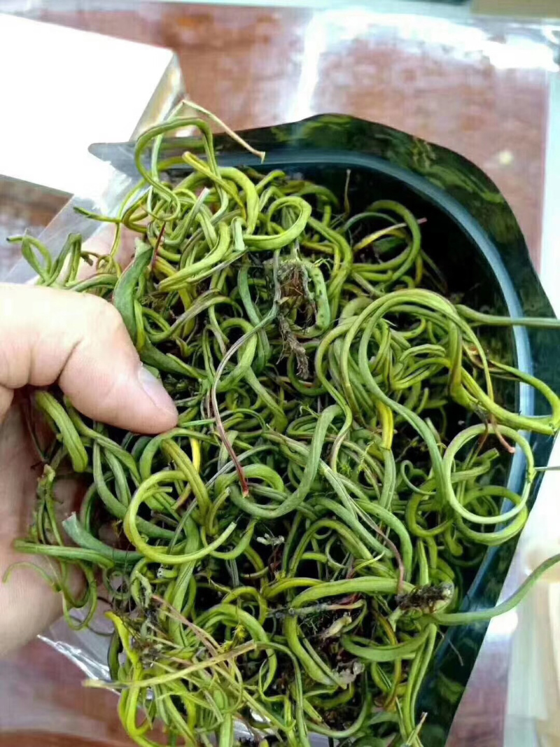 老挝化石草