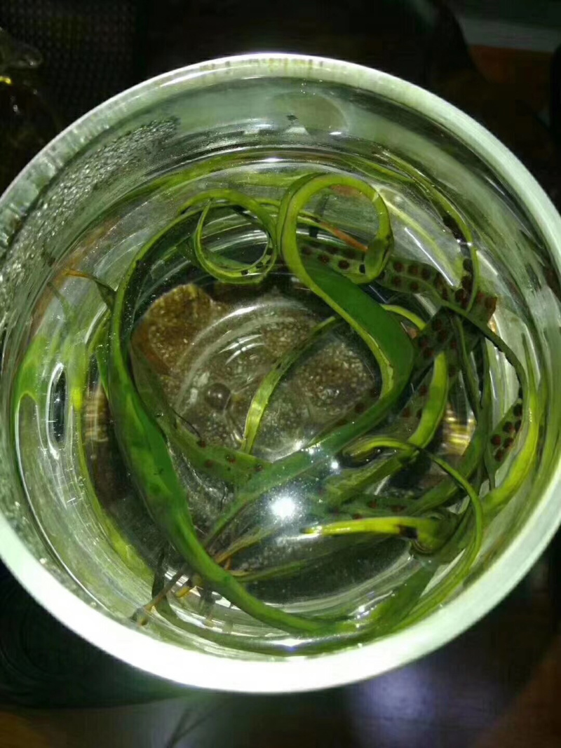 老挝化石草