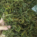 老挝化石草