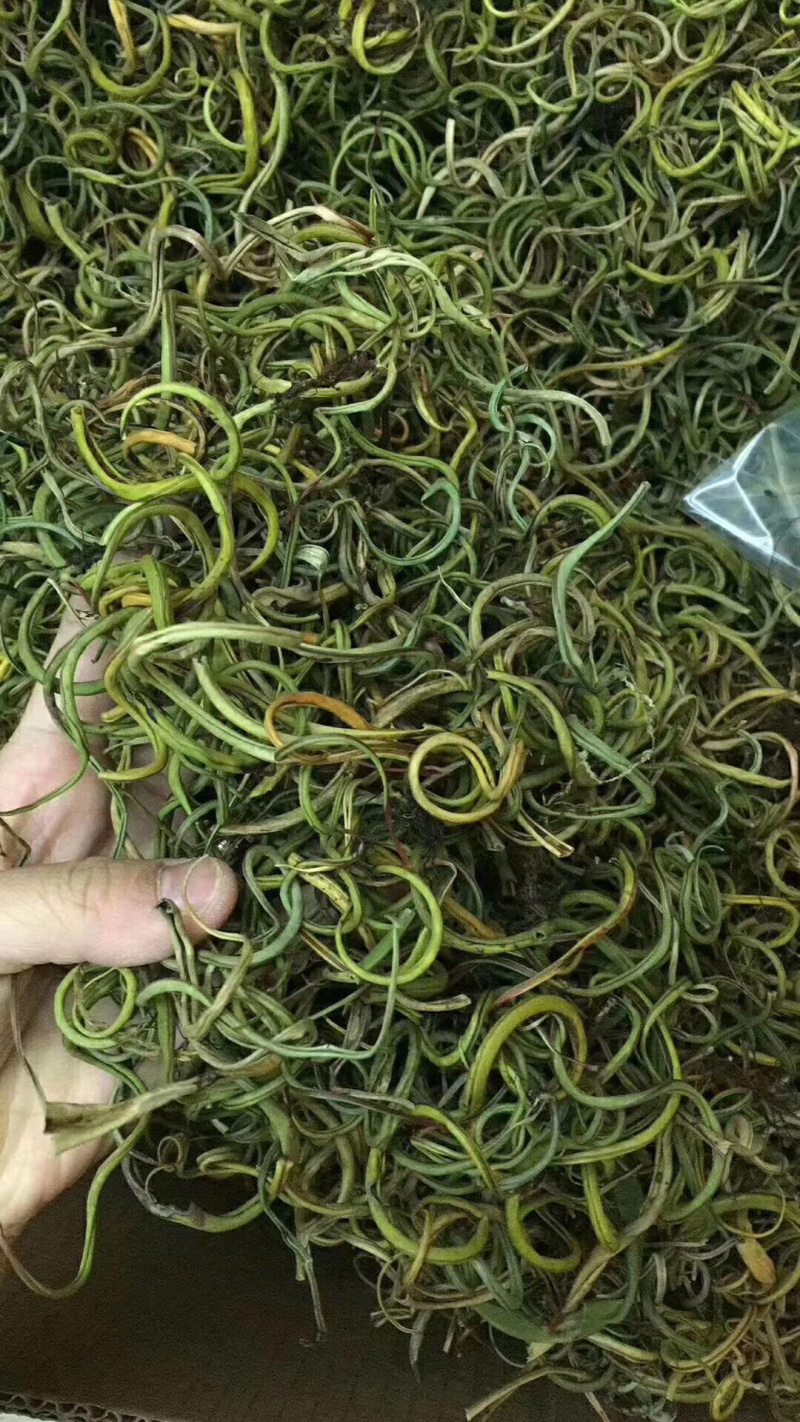 老挝化石草
