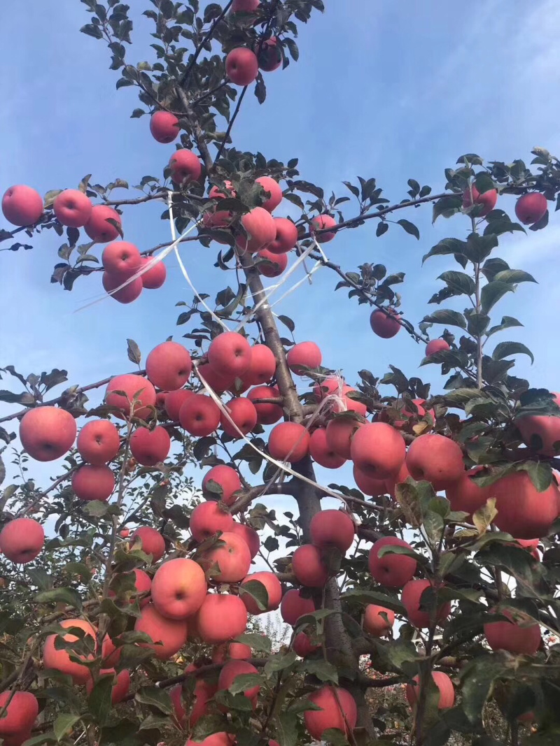 涛帝苹果直卖甘肃平凉泾川红富士