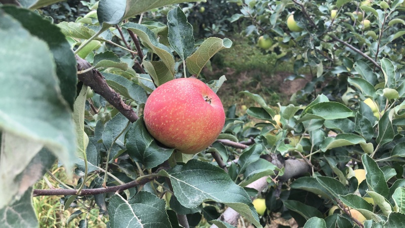 美八苹果