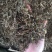 老鹳草老灌草，常年供应，品质好，价格便宜需要电联