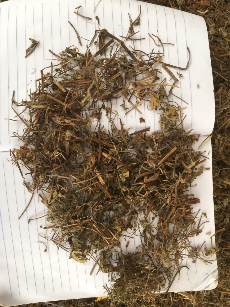 老鹳草老灌草，常年供应，品质好，价格便宜需要电联